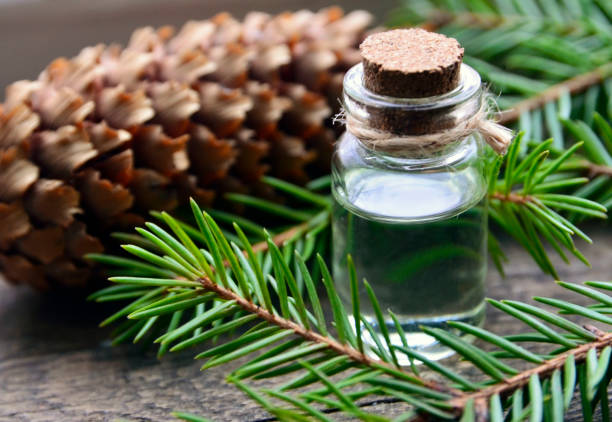 Fir needle essential oil in a glass bottle and green coniferous tree branches with cones.Spruce aroma oil for spa,aromatherapy and bodycare. stock photo