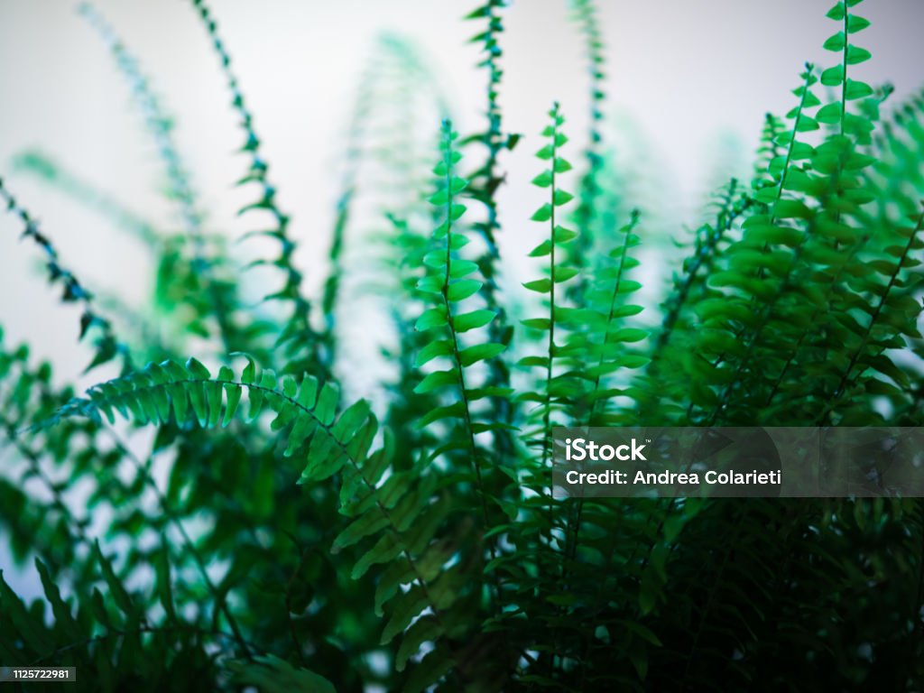Close-up of a green indoor plant with leaves Apartment Stock Photo