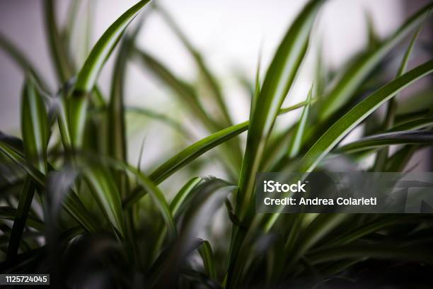 Closeup Of A Green Indoor Plant With Leaves Stock Photo - Download Image Now - Apartment, Beauty, Branch - Plant Part