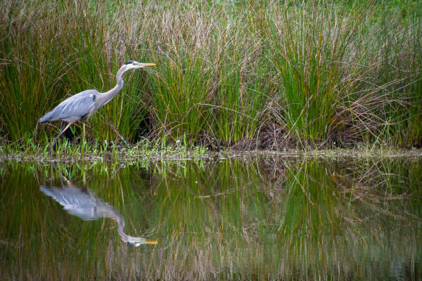 istock Reflection of bird in water 1125724253