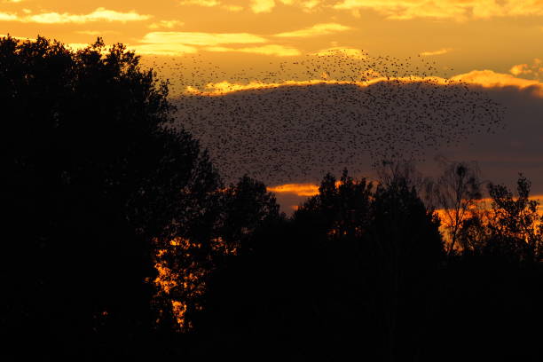 istock Flock of birds in the evening sky 1125725697