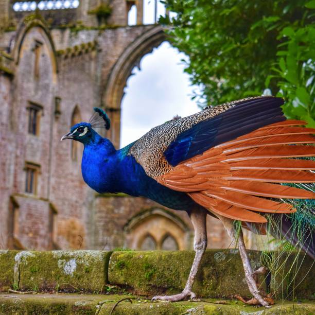 공작, newstead - close up peacock animal head bird 뉴스 사진 이미지