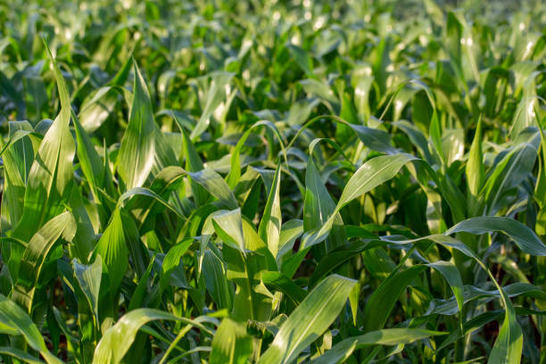 domaine des feuilles de maïs frais, verts - corn crop irrigation equipment agriculture leaf photos et images de collection