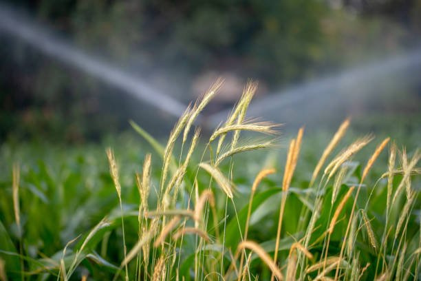 riego de un cultivo de maíz - morning cereal plant fog corn crop fotografías e imágenes de stock