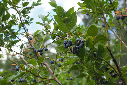 The blueberries are ripe on the bush