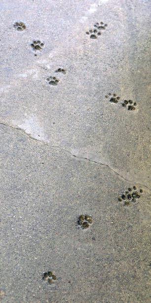istock Imprints of a cat's paw in quickly hardened concrete, forever remaining 1125728013