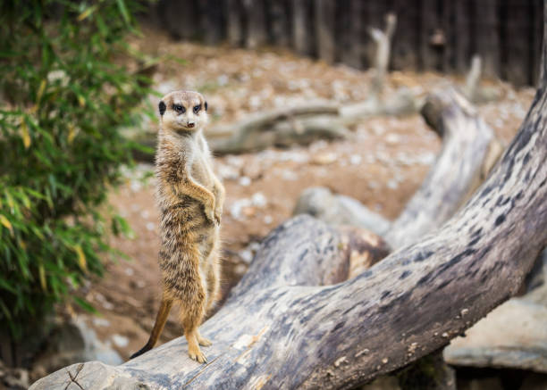 istock an meerkat observes the environment 1125728453