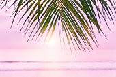 Beach background with palm tree. Tropical beach palm leafs.