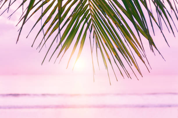 Beach background with palm tree. Tropical beach palm leafs. Beach background with palm tree. Tropical beach palm leafs. Pink sunset in tropic. Blurred photo with soft focus. aura stock pictures, royalty-free photos & images
