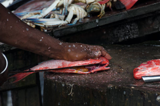 istock Chief cook cuts a Pargo Fish or Red Snapper on a wooden cutting board. 1125729128