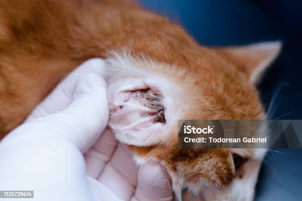 El Veterinario Examina El Oído De Un Gato Con Ácaros Del Oído Foto de stock y más banco de imágenes de Animal - iStock El Veterinario Examina El Oído De Un Gato Con Ácaros Del Oído Foto de stock y más banco de imágenes de Animal - iStock