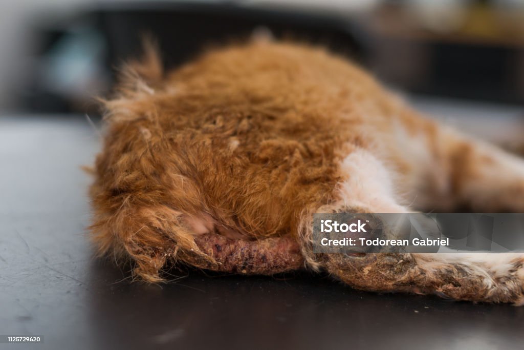 Veterinario Limpieza Del Oído De Un Gato Con Ácaros Del Oído Foto de stock  y más banco de imágenes de Animal - iStock