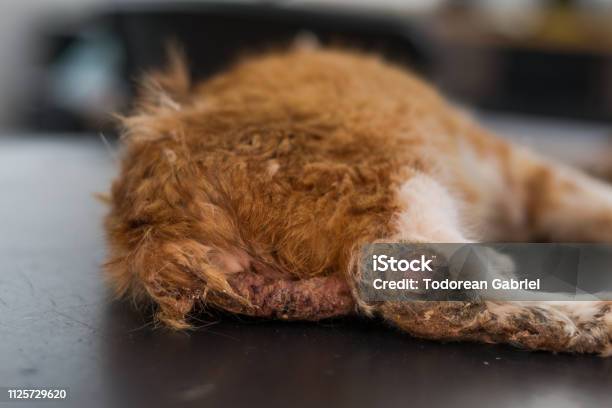 Veterinario Limpieza Del Oído De Un Gato Con Ácaros Del Oído Foto de stock y más banco de imágenes de Animal - iStock Veterinario Limpieza Del Oído De Un Gato Con Ácaros Del Oído Foto de stock y más banco de imágenes de Animal - iStock