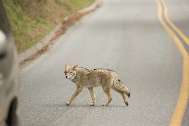 istock Coyote in Sequoia National Park 1125731063