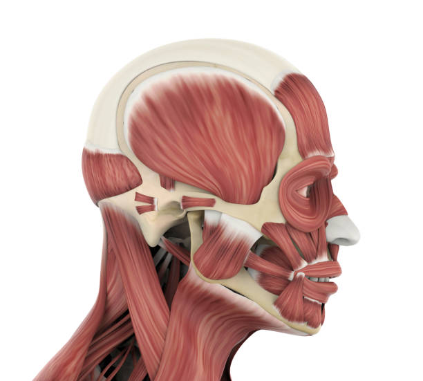 anatomie der menschlichen gesichtsmuskeln - mentalis muskel stock-fotos und bilder