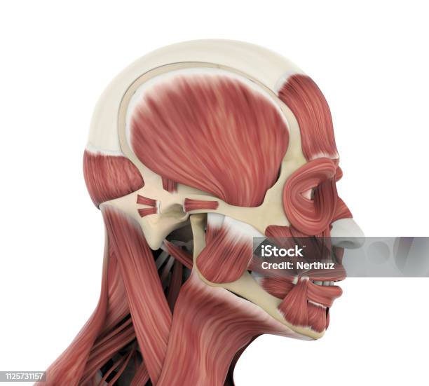 Anatomia Dei Muscoli Facciali Umani - Fotografie stock e altre immagini di Muscolo masticatore - Muscolo masticatore, Muscolo temporale, Anatomia umana