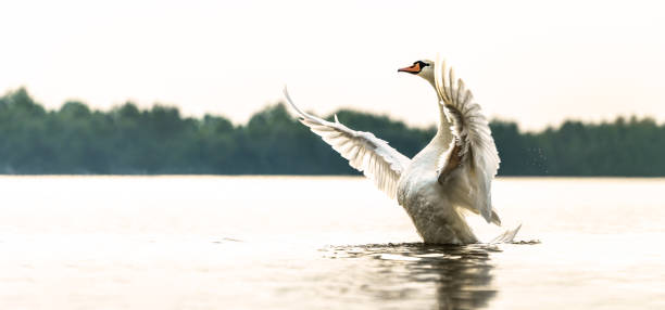 istock Proud swan on a lake panorama 1125731283