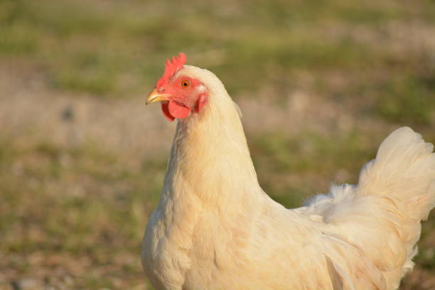 istock Farm life in Ohio 1125731366