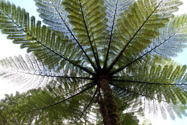 silver fern leaves in New Zealand The Silver fern is the national plant in New Zealand new zealand silver fern stock pictures, royalty-free photos & images