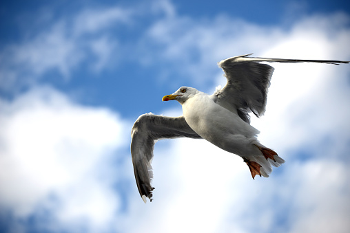 Sea Gull flying and watching