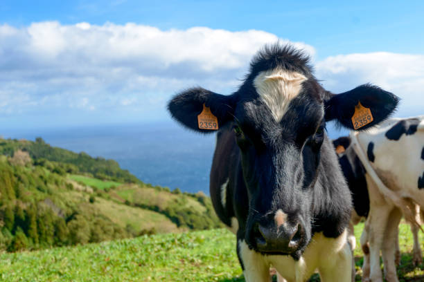 istock Beautiful Cows in the hill, Azores 1125731710