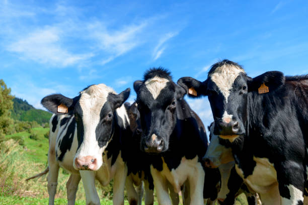 istock Beautiful Cows in the hill, Azores 1125731714