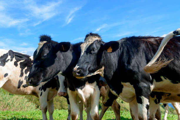 istock Beautiful Cows in the hill, Azores 1125731716
