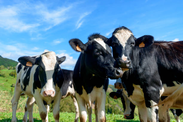 istock Beautiful Cows in the hill, Azores 1125731719