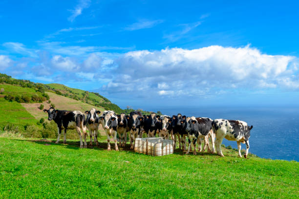 istock Beautiful Cows in the hill, Azores 1125731720