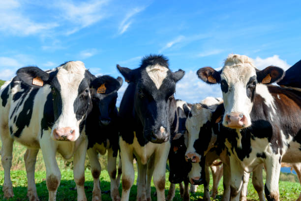 istock Beautiful Cows in the hill, Azores 1125731722