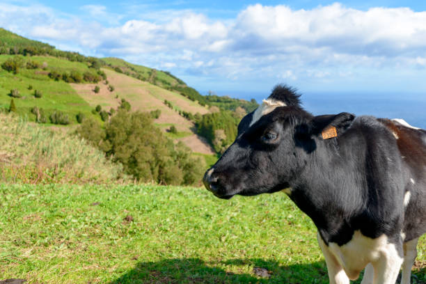 istock Beautiful Cows in the hill, Azores 1125731724