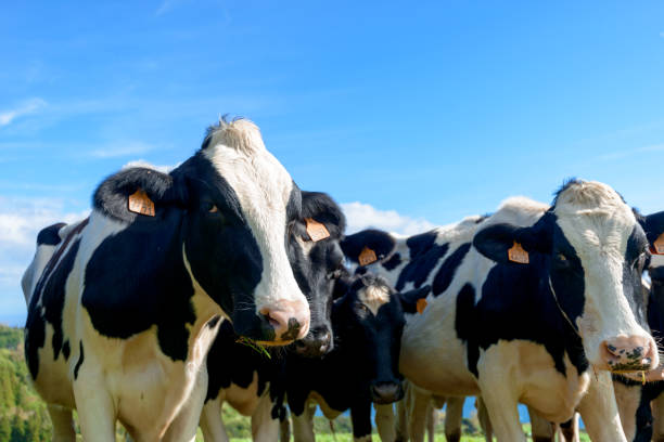 istock Beautiful Cows in the hill, Azores 1125731727