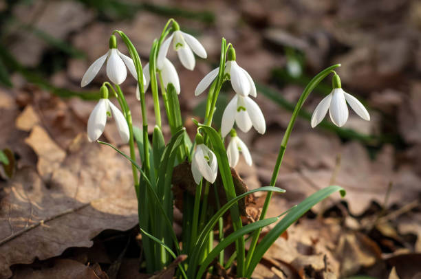 istock White fresh snowdrops bloom in the forest in spring. 1125736454