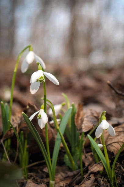 istock White fresh snowdrops bloom in the forest in spring. 1125736457