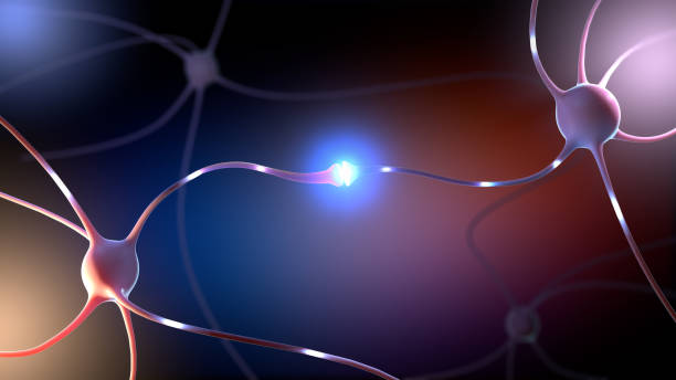 illustrazione 3d di una parte sinapsi di un neurone o di una cellula nervosa - human nervous system synapse brain cell foto e immagini stock