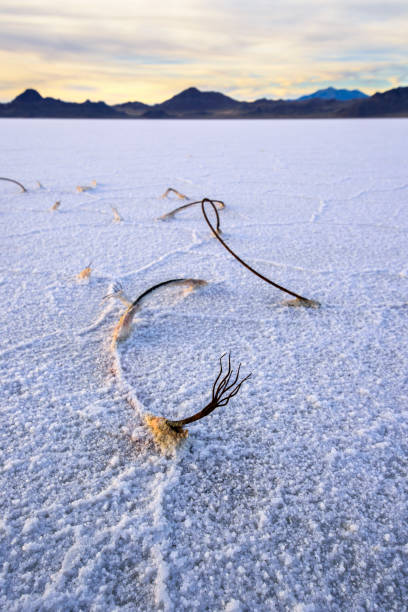 Bonneville Salt Flat at twilight