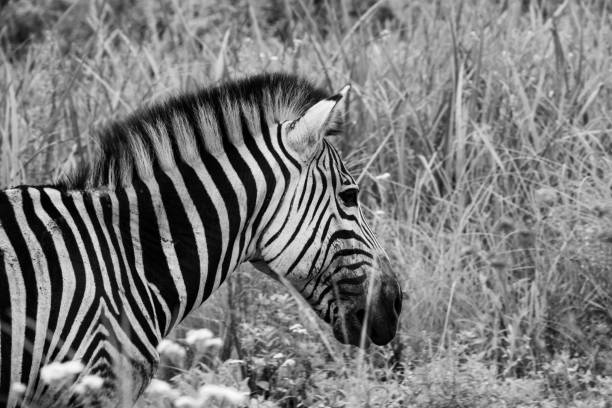 istock Female zebra in wild grass. 1125739210