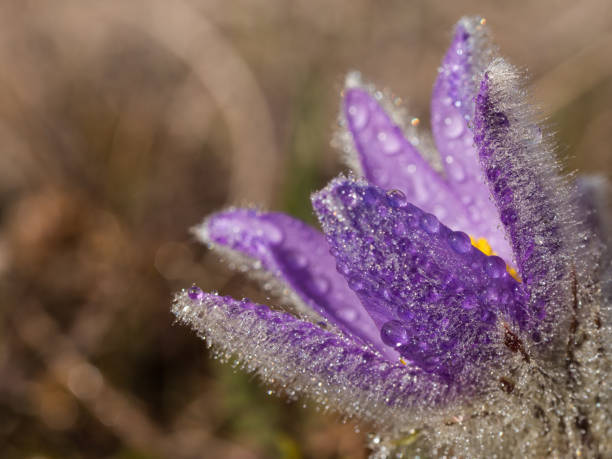 istock Pulsatilla grandis blooming in the early spring 1125739641