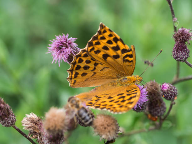 The silver-washed fritillary butterfly (Argynnis paphia) OLYMPUS DIGITAL CAMERA silver washed fritillary butterfly stock pictures, royalty-free photos & images