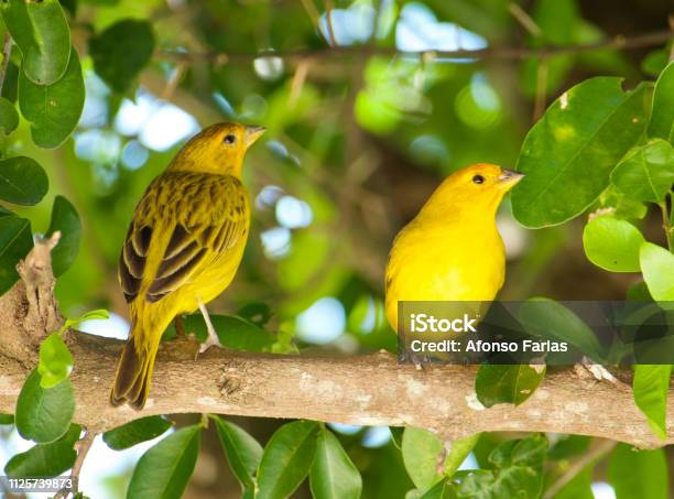 Atlantik Kanarische Stockfoto und mehr Bilder von Kanarienvogel - Kanarienvogel, Baum, Blickwinkel der Aufnahme