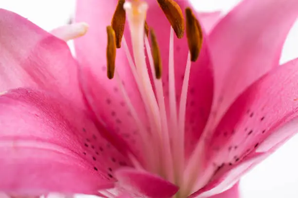 Photo of Stamen and pistil of pink flower lilies close up. Abstract Nature background.