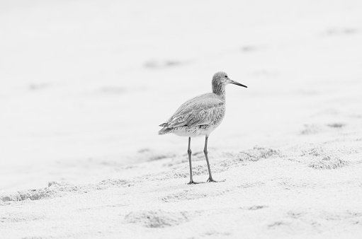 Sand Piper bird looking for food on the beach in the Outer Banks