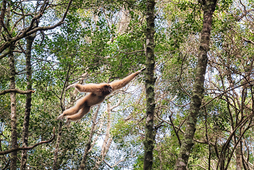 White-handed gibbon swings from branch to branch in the dense forest