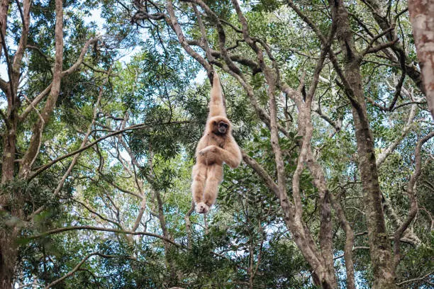 Lar gibbon enjoys hanging in the treetops of a dense forest