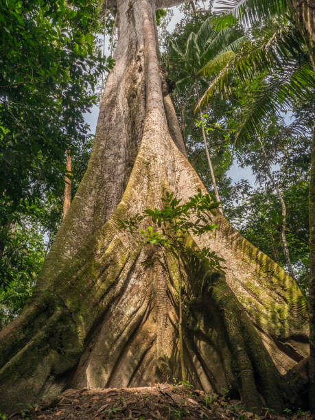 Javari River Big ceiba, kapok tree,  on the bank of the Javari River. Ceiba pentandra. Amazon ceiba tree photos stock pictures, royalty-free photos & images