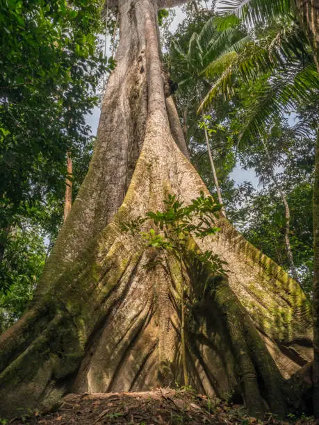 Big ceiba, kapok tree,  on the bank of the Javari River. Ceiba pentandra. Amazon