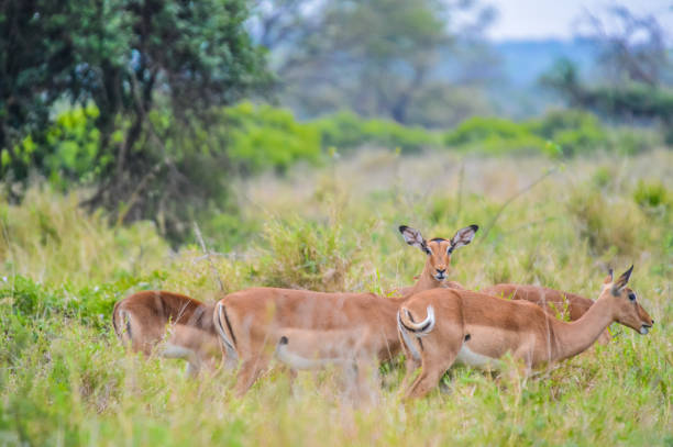 istock A group of Imapala or deer posing in a game reserve 1125744106