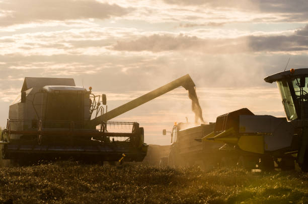 istock Pouring wheat grain into tractor trailer after harvest in summer 1125744150