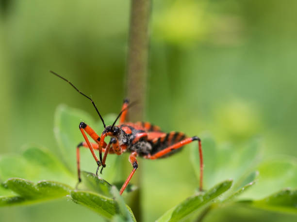 istock Rhynocoris iracundus sitting on a plant 1125744427