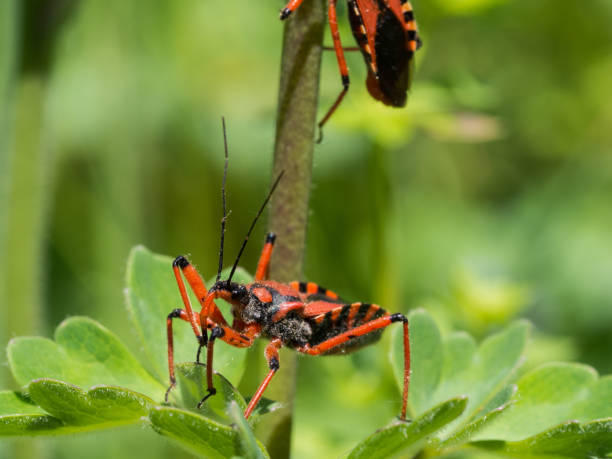 istock Rhynocoris iracundus sitting on a plant 1125744431
